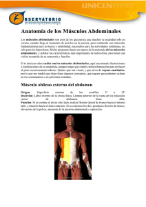 Anatomía de los Músculos Abdominales