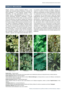 Araliaceae - Árboles ornamentales