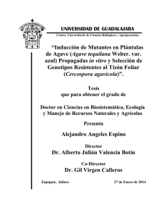 “Inducción de Mutantes en Plántulas de Agave (Agave tequilana