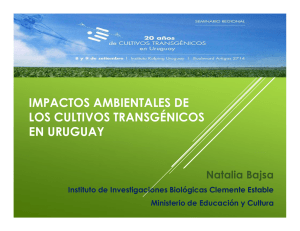 impactos ambientales de los cultivos transgénicos en uruguay