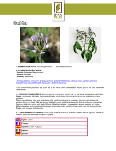 1.-NOMBRE CIENTIFICO: Psoralea glandulosa. Psoralea
