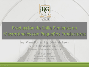 Producción de Chile Pimiento en Macrotúneles con pequeños