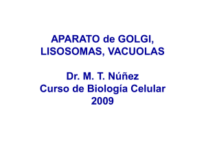 Aparato de Golgi, Lisosomas y vacuolas - U