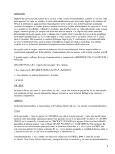 Introducción El globo del ojo se encuentra dentro de la cavidad orbital