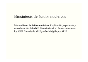 Biosíntesis de ácidos nucleicos File