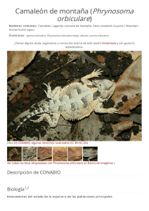 Camaleón de montaña (Phrynosoma orbiculare)