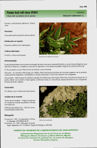 Mrus del enrollado de la patata Solanum tuberosum, L.