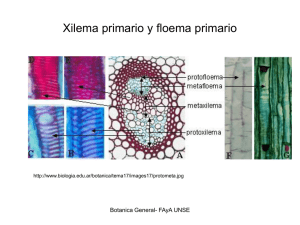 Xilema Floema