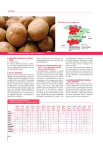 Hortalizas Principales zonas de producción PATATA (Solanum