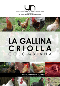 la gallina criolla - Universidad Nacional de Colombia