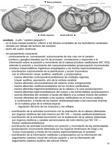 cerebelo (Latín, “cerebro pequeño”)