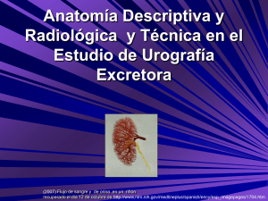 Anatomía Radiológica en el Estudio de Urografía Excretora