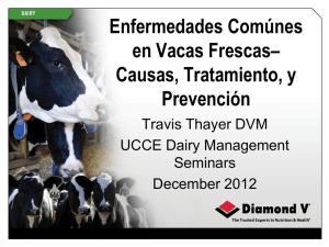 Enfermedades Comúnes en Vacas Frescas– Causas, Tratamiento, y