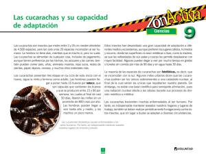 Las cucarachas y su capacidad de adaptación