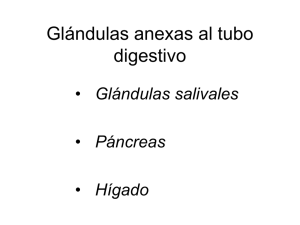 Gl. salivales y páncreas Archivo
