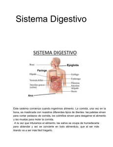 Sistema Digestivo - Aprendiendo de muchas formas en Sexto