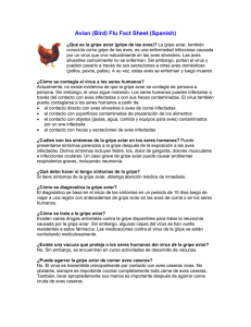 Avian (Bird) Flu Fact Sheet (Spanish)