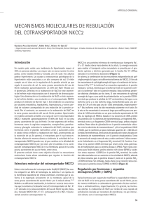 Mecanismos moleculares de regulación del cotransportador NKCC2