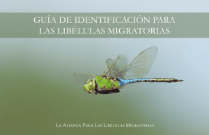 guía de identificación para las libélulas migratorias