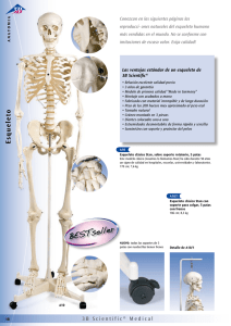 Esqueleto-Componentes