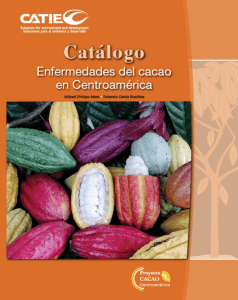 Catálogo - World Cocoa Foundation