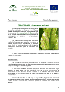 CERCOSPORA (Cercospora beticola)