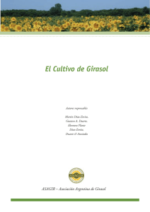 El Cultivo de Girasol