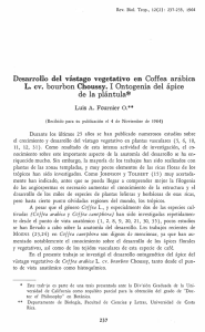 Desarrollo del vástago vegetativo en Coffea arabica L. cv. bourbon