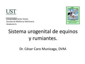 010-CC2014-Sist. urogenital equinos y rumiantes