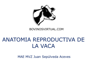 anatomia reproductiva de la vaca