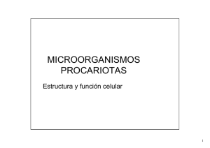 MICROORGANISMOS PROCARIOTAS