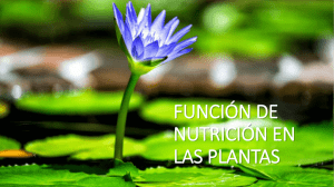 FUNCIÓN DE NUTRICIÓN EN LAS PLANTAS