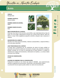 FAMILIA: Boraginaceae. NOMBRE CIENTÍFICO: Ehretia tinifolia