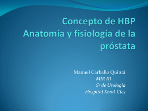 Concepto de HBP - Anatomía y fisiología de la próstata