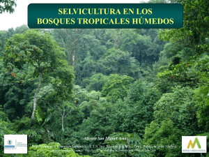 Selvicultura del bosque tropical húmedo