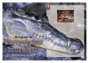 El regreso de Crocodylus moreletii