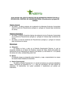 Informe Nacillus Quillaja Cerezos 2011-2012