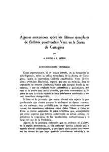 Algunas anotaciones sobre los últimos ejemplares de Callitris