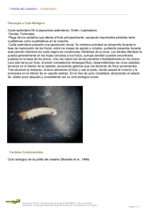 :: Polilla del castaño - Castanheiro Descrição e Ciclo Biológico