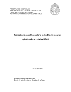 Transcitosis apical-basolateral inducible del