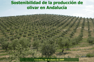 Sostenibilidad de la producción de olivar en Andalucía