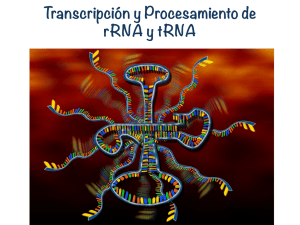 Transcripción y Procesamiento de rRNA y tRNA