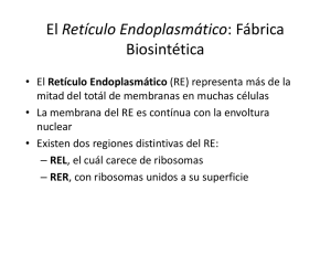 El Retículo Endoplasmático: Fábrica Biosintética