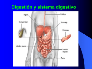 Acciones digestivas