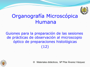 Organografía Microscópica Humana - E