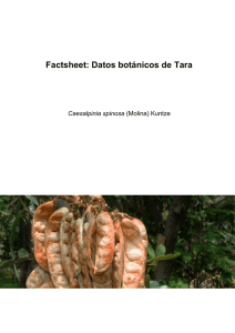 Hoja Botánica: Tara