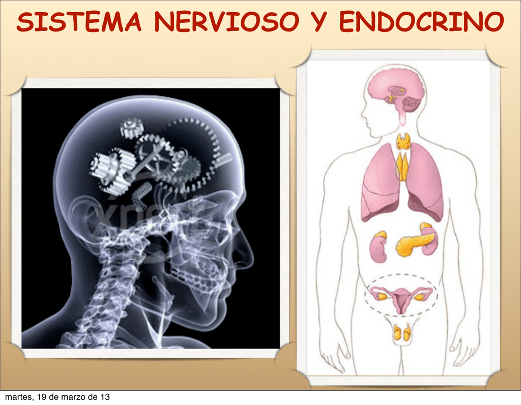 Como Funciona El Sistema Nervioso Y Endocrino - Image To U