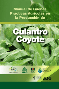 Culantro Coyote - Ministerio de Agricultura y Ganadería