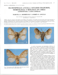 macromphalia ancilla - Association for Tropical Lepidoptera