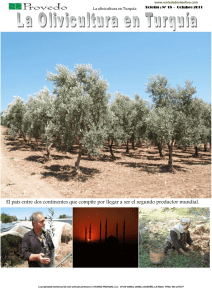El cultivo del olivo en Turquia